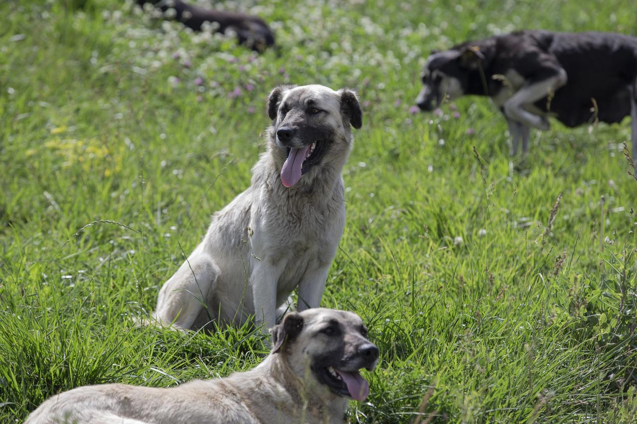 Üniversite kampüsünde başıboş köpeklerin saldırısına uğradı