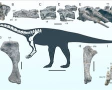 Çin'de yeni bir dinozor türüne ait fosil bulundu