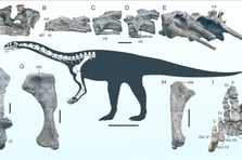 Çin'de yeni bir dinozor türüne ait fosil bulundu