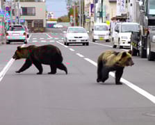 Japonya trafiğinde ayı alarmı: Kazalar rekor kırdı
