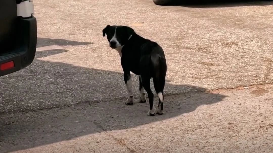 Kazaya neden olan köpek ambulansın yanında bekledi