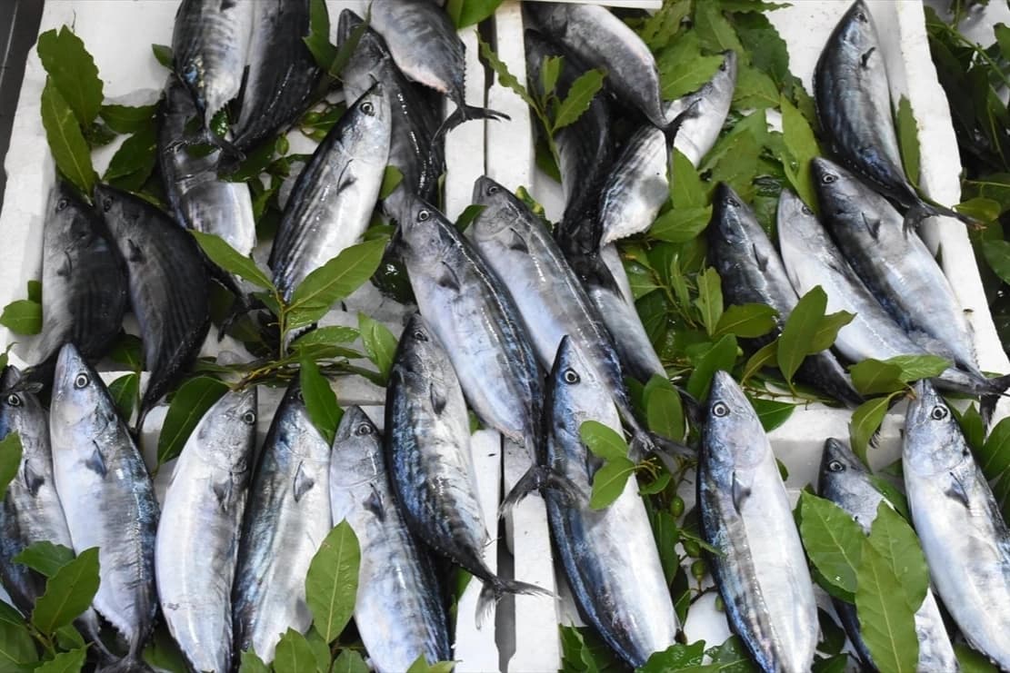Ordu'da ucuz palamut ilgi çekiyor