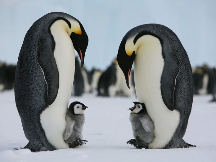 Antarktika zirvesinde yok olma tehlikesindeki imparator penguenler masada