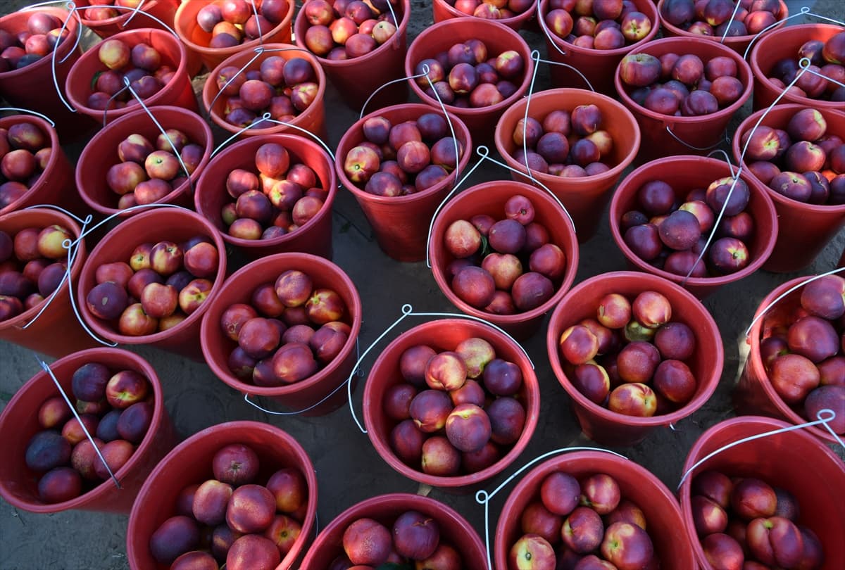 Coğrafi işaretli Lapseki şeftalisinde 70 ton civarı ihracat hedefleniyor