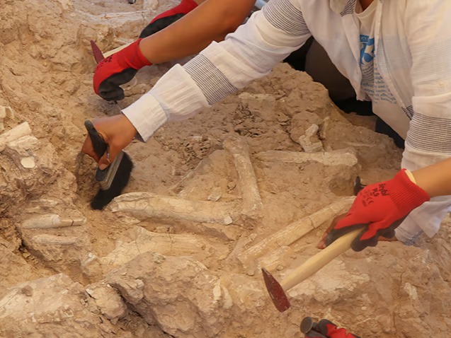 Keçi çobanının keşfettiği 7,7 milyon yıllık fosil 