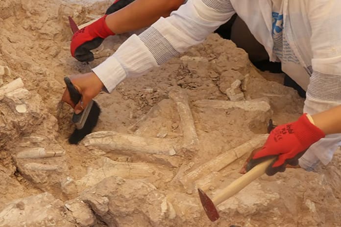 Keçi çobanının keşfettiği 7,7 milyon yıllık fosil 