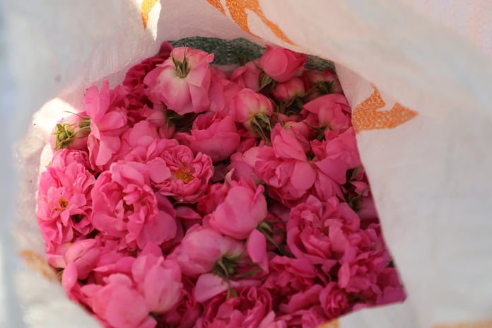 Zeytin üretimi gül tarlalarına rakip oluyor