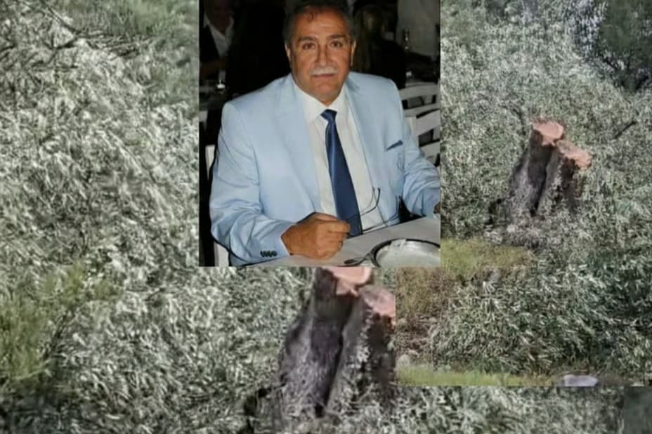 Milas'ta zeytin ağacı kesimi istifa getirdi
