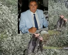 Milas'ta zeytin ağacı kesimi iddiaları sonrası CHP İlçe Başkanı istifa etti