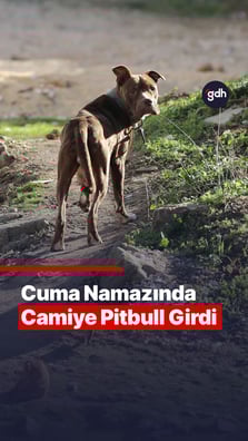Cuma namazında camiye pitbull girdi