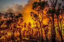 Avustralya'da orman yangını felaketi: 1 itfaiyeci öldü, 39 ev yandı