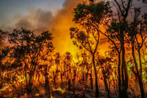 Avustralya'da orman yangını felaketi: 1 itfaiyeci öldü, 39 ev yandı