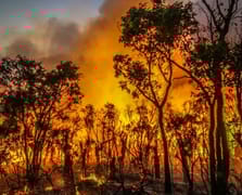 Avustralya'da orman yangını felaketi: 1 itfaiyeci öldü, 39 ev yandı