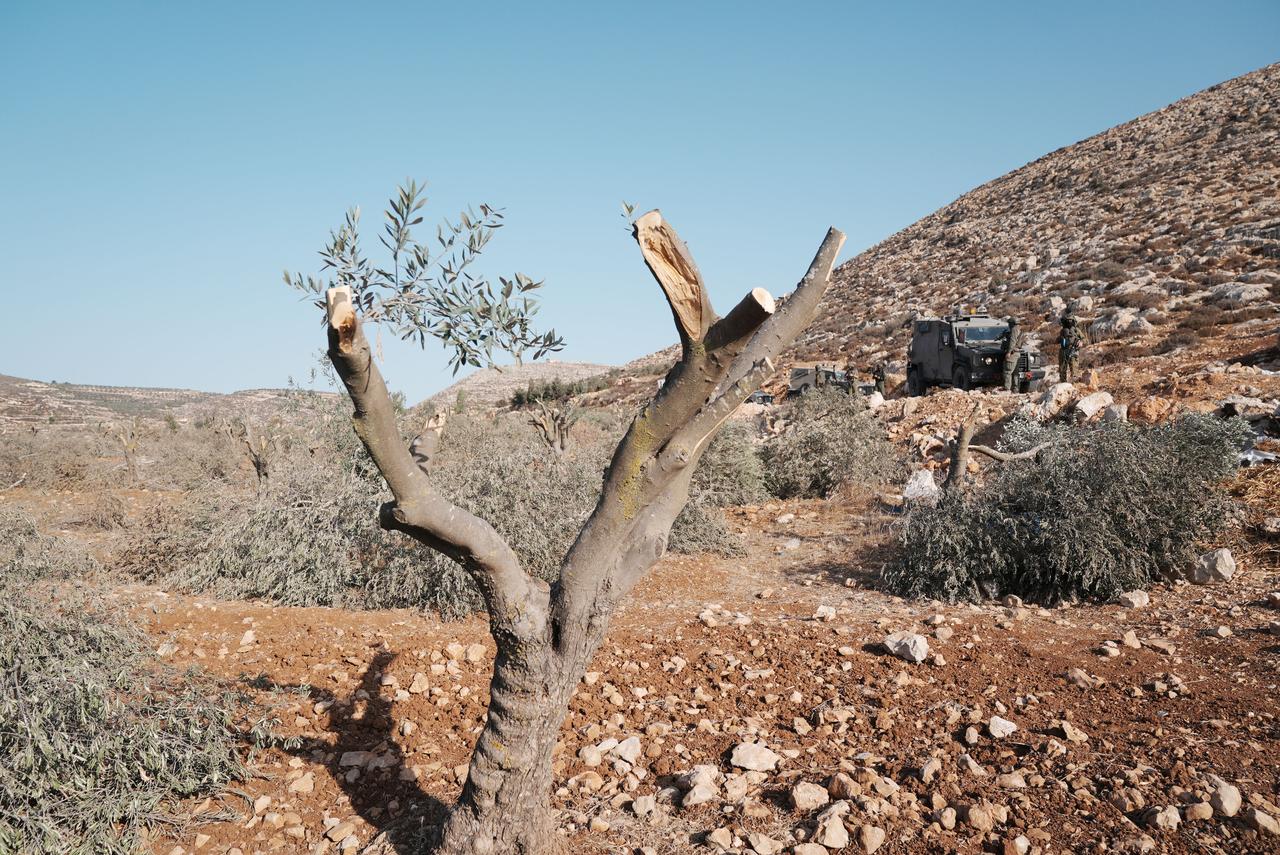 Filistin'in zeytin ağaçları işgale direniyor