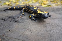 Adana'da nesli tükenme tehlikesindeki sarı benekli semender görüntülendi