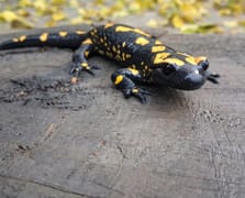 Adana'da nesli tükenme tehlikesindeki sarı benekli semender görüntülendi
