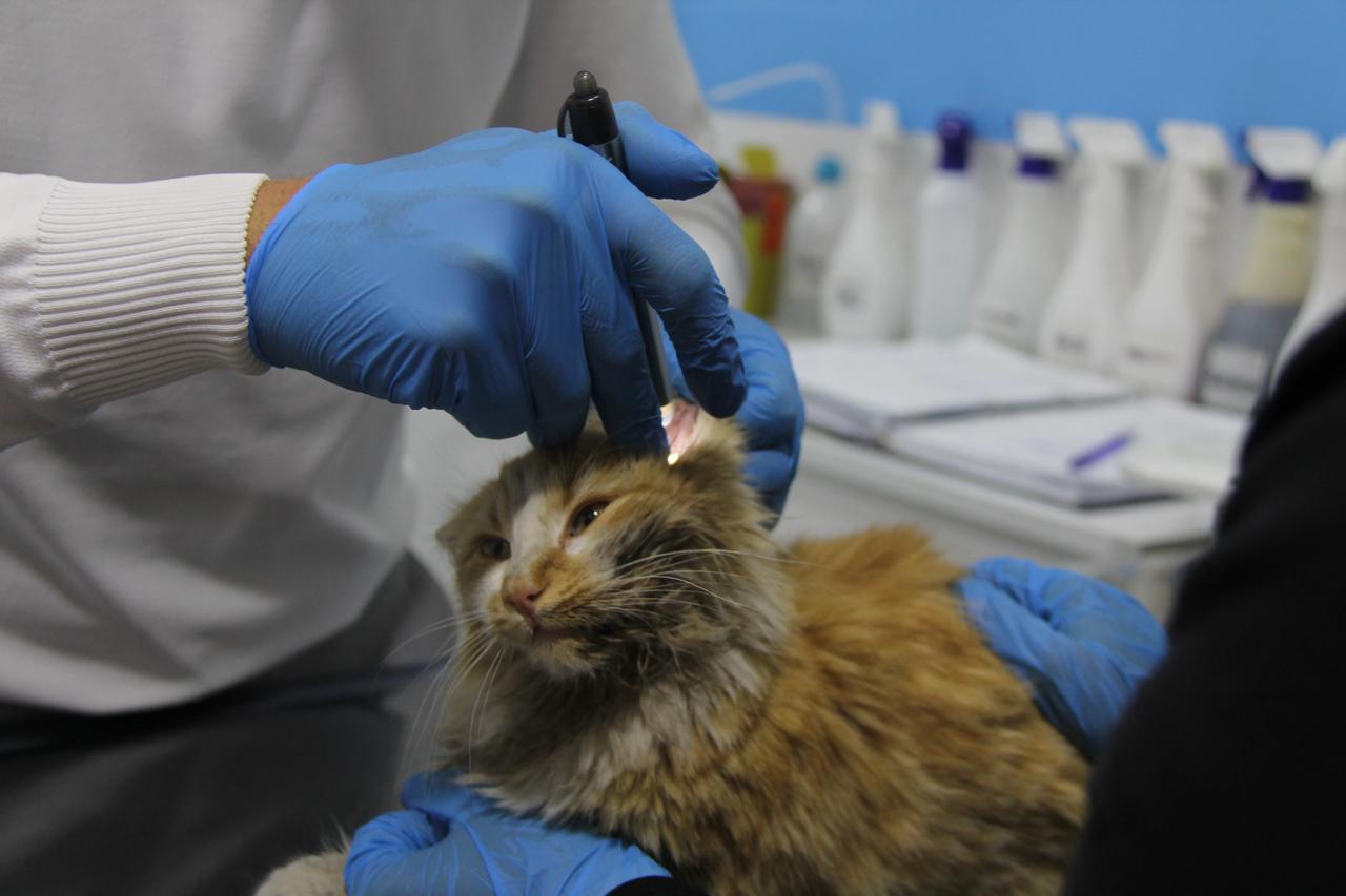 Ağzındaki yara hastalığı ortaya çıkardı: Kedi AIDS’i!