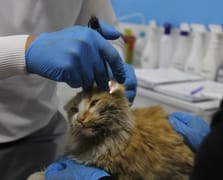 Sivas’ta 5 aylık yavru kedide 'AIDS' tespit edildi