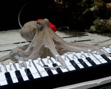 Müzisyen Mattias Krantz, ahtapotuna piyano çalmayı öğretti