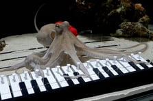 Müzisyen Mattias Krantz, ahtapotuna piyano çalmayı öğretti