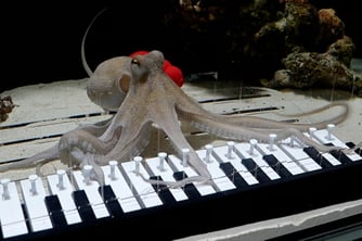 Müzisyen, ahtapotuna piyano çalmayı öğretti