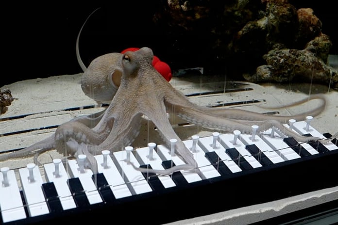 Müzisyen, ahtapotuna piyano çalmayı öğretti