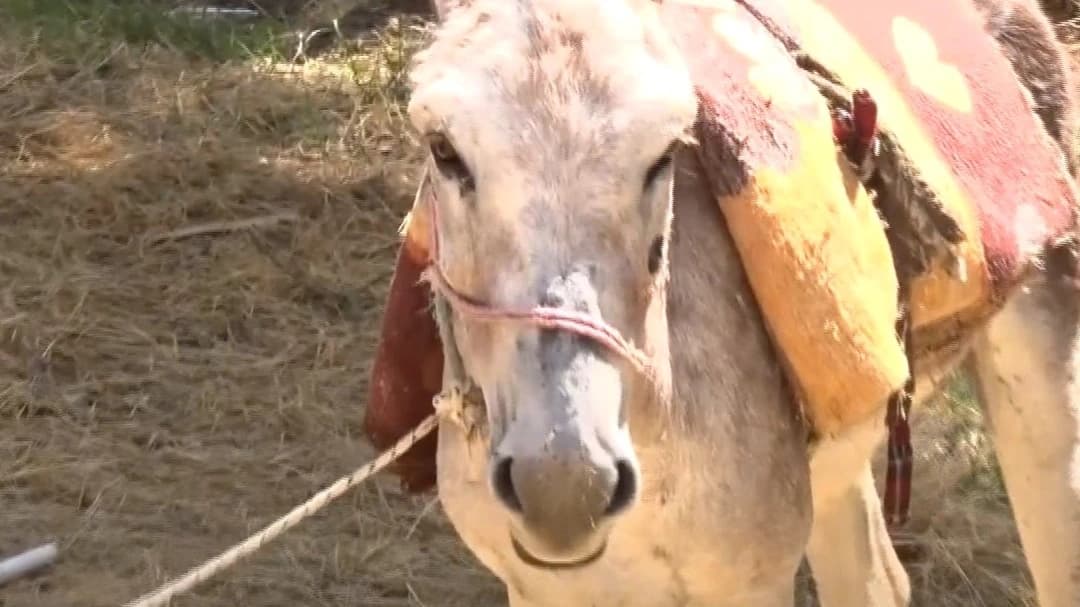 Sahibi bulunamayan eşek, yediemin otoparkına götürüldü