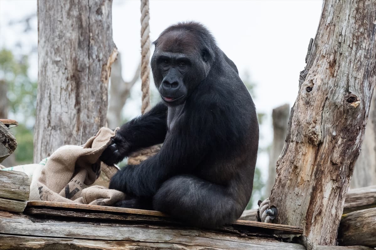 London Zoo’da maymunlara Noel sürprizi