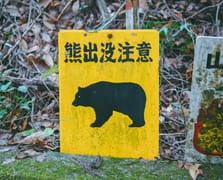 Japonya ayı saldırılarına karşı yeni lisanslı avcılar istihdam etmeyi planlıyor