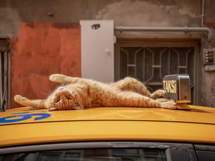 İstanbul kedileri artık kentin sanat hafızasında