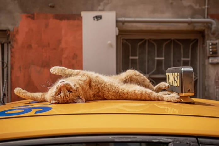 İstanbul kedileri artık kentin sanat hafızasında