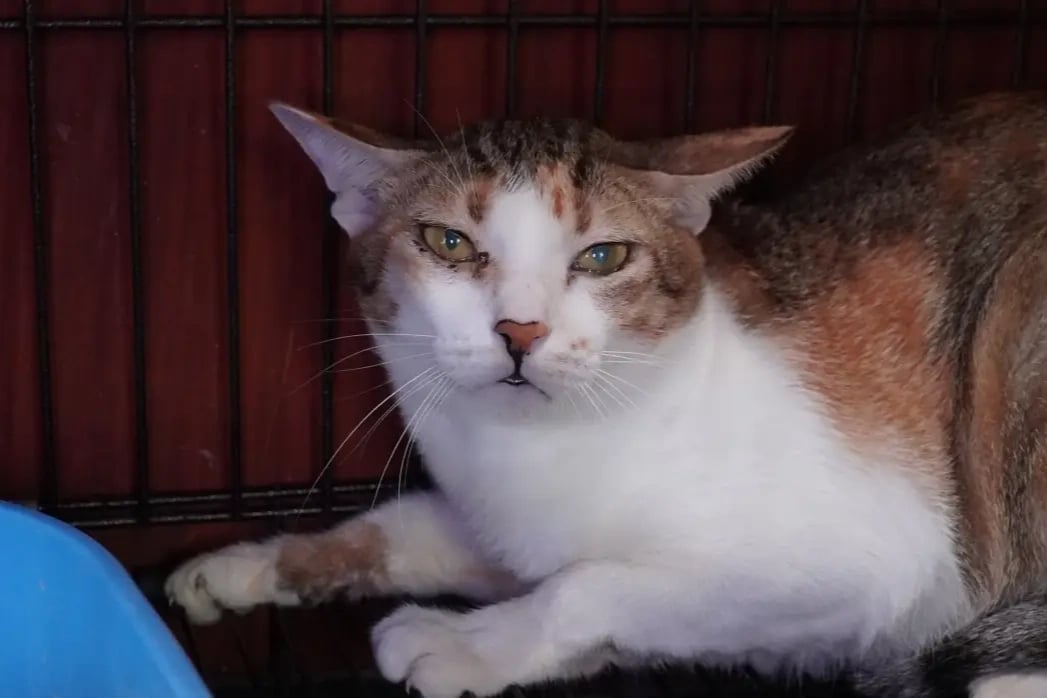Vietnam'da kedi hırsızlarına operasyon