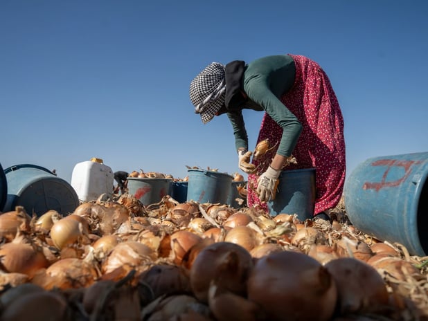 15-17 yaş grubundaki her dört çocuktan biri iş gücünde