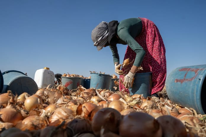 15-17 yaş grubundaki her dört çocuktan biri iş gücünde