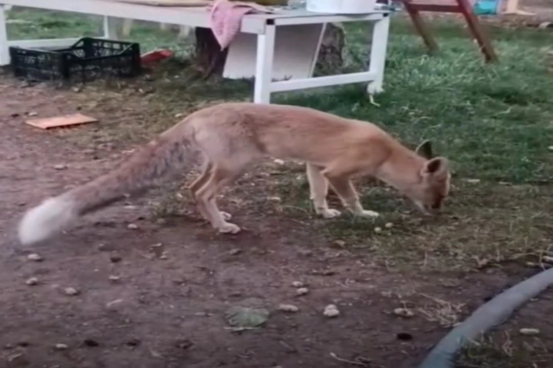 Bahçesine giren tilkiye tepkisi güldürdü