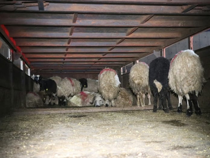 Siirt’te şoke eden sevkiyat: Uyuşturucu hayvanların karın boşluğundan çıktı