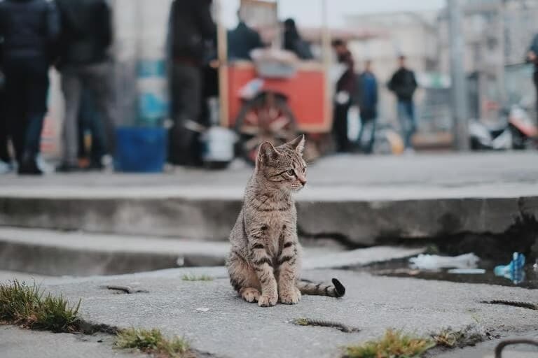 Onların çığlığı kalacak!