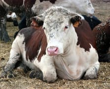 Deli Dana Hastalığı nedir? Deli Dana hastalığı nasıl bulaşır, bulaşıcı mı, belirtileri nedir, nasıl korunulur?