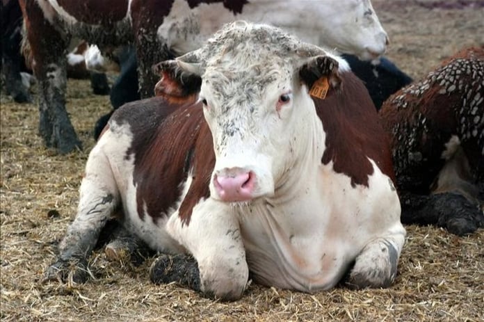 Deli Dana Hastalığı nedir? Deli Dana hastalığı nasıl bulaşır, bulaşıcı mı, belirtileri nedir, nasıl korunulur?