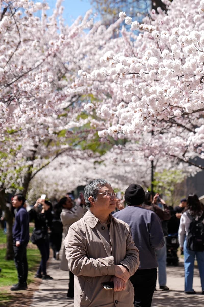 Toronto'da Japon esintisi | Dört bir yanı sardılar...