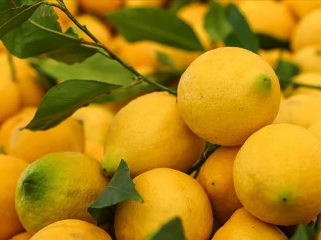 Limonun tanesi 24 lira