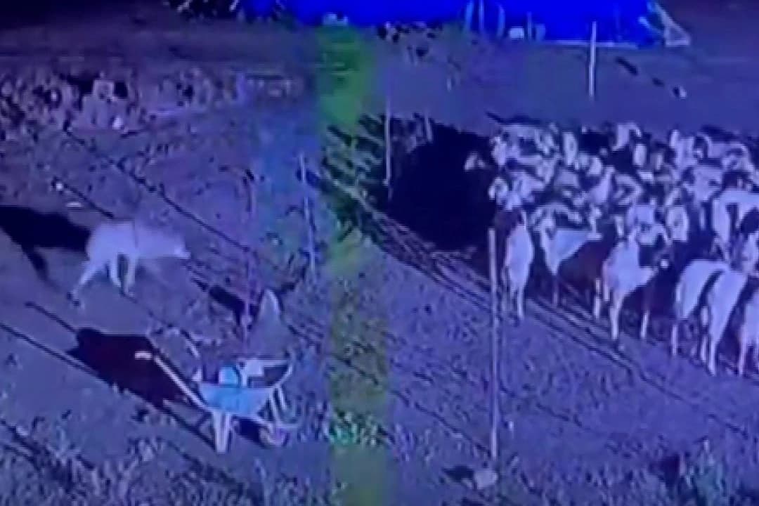 Kameraya yakalanan kurt, hedefine ulaşamadı