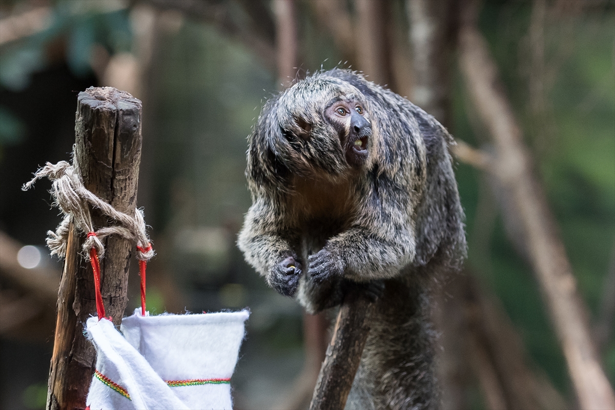 London Zoo’da maymunlara Noel sürprizi