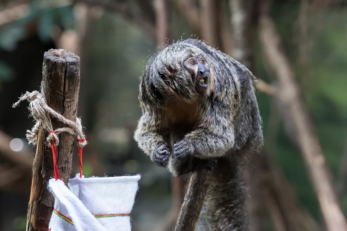 London Zoo’da maymunlara Noel sürprizi