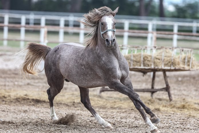 Yarış camiasının beklediği oldu: 59 Arap koşu tayı satılacak