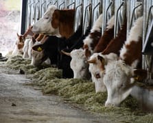 Kurban Bayramı'nda 3.35 milyon kurbanlık kesilmesi bekleniyor