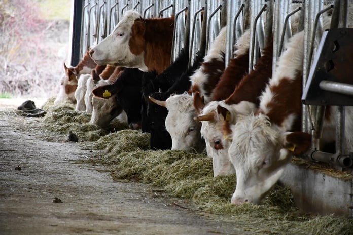 Kurban Bayramı'nda 3.35 milyon kurbanlık kesilmesi bekleniyor