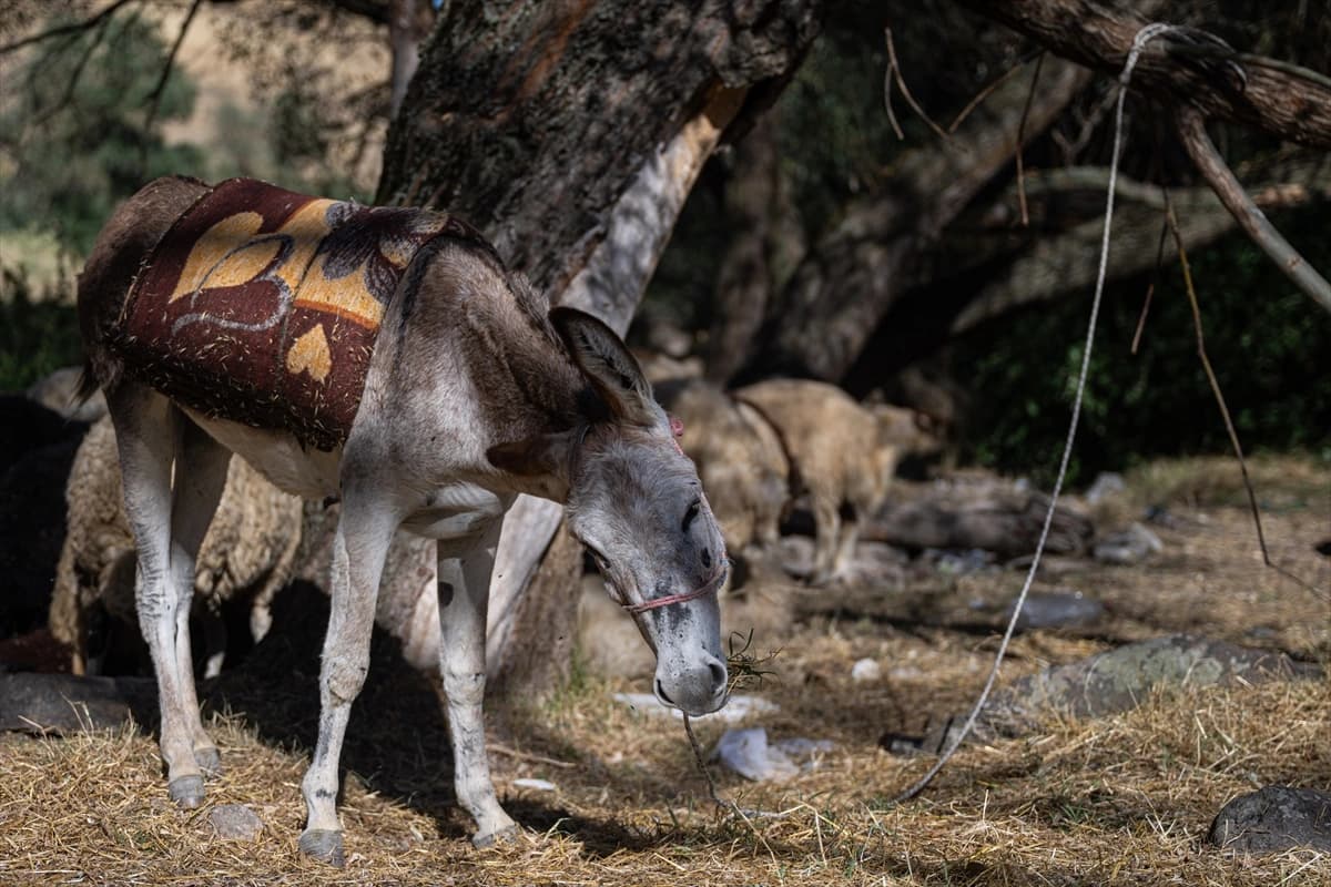 Yediemin otoparkına çekilmişti: Sahibi Kadife eşeğe kavuşmanın sevincini yaşıyor
