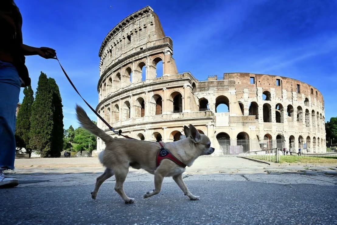İtalya'da köpek sahiplerine "temizlik" zorunluluğu