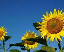 Ayçiçeği yağı ve ayçiçeği tohumu ithal edilecek 